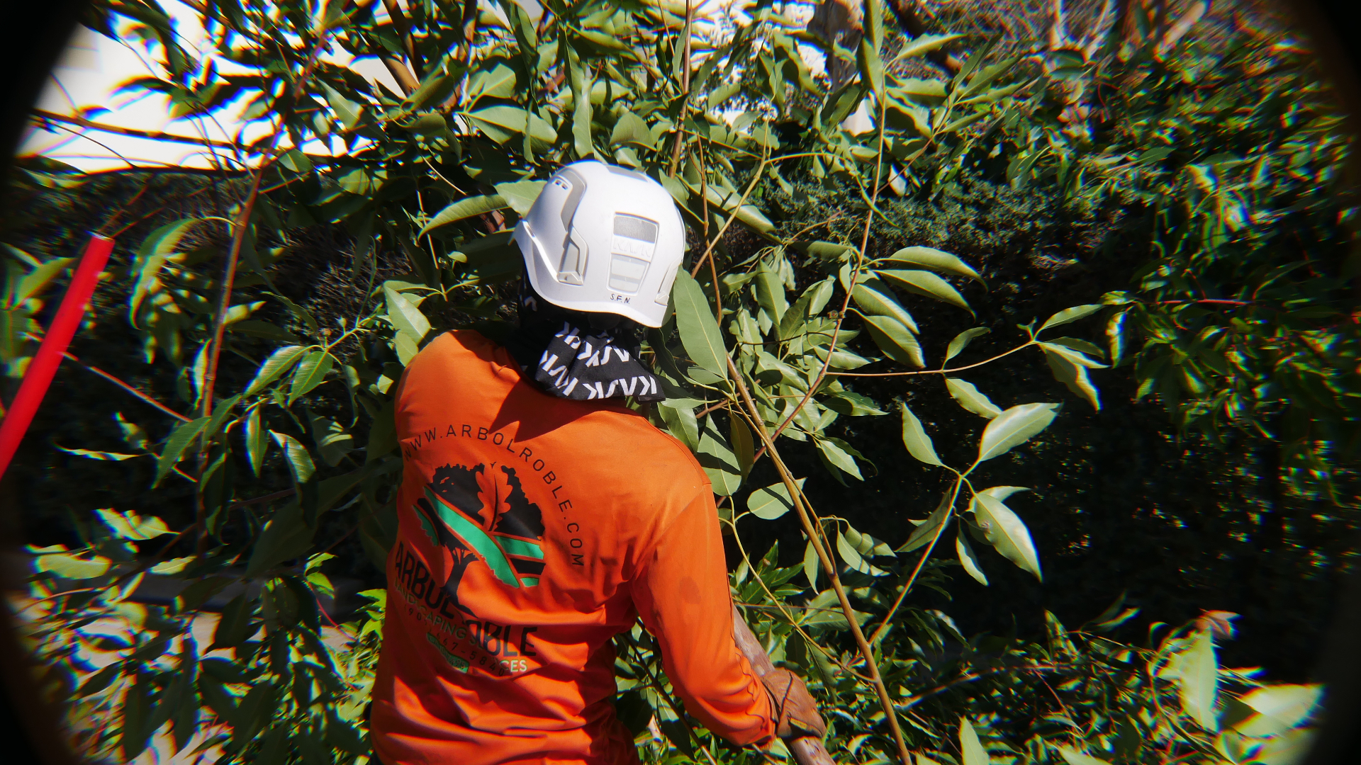 Give your trees the