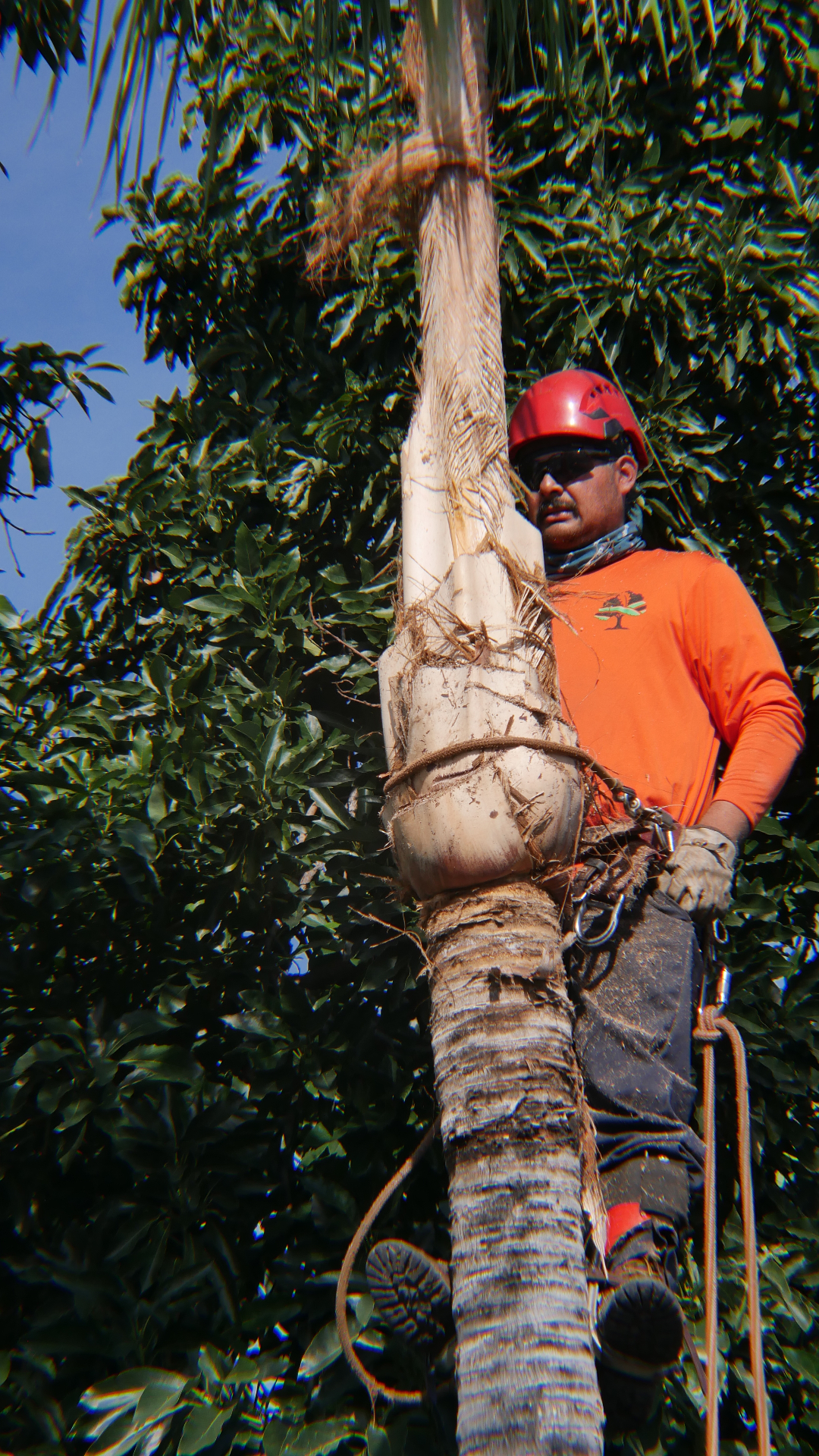 Palm tree care