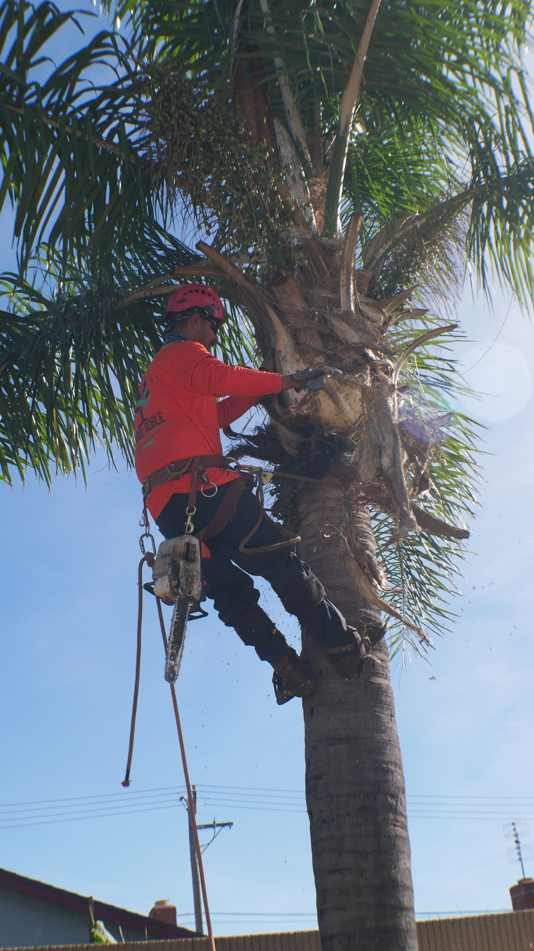 Tree trimming service